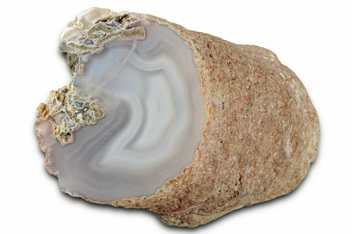 Agate Replaced Petrified Wood Limb Cast - Nevada #326680